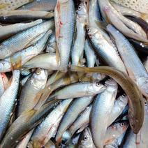 新鲜马口鱼大量厂家供应，量大从优，浙江产地直发价格可议