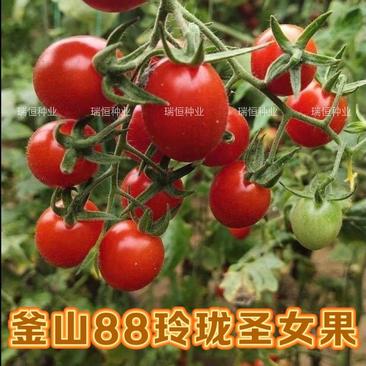 釜山88小番茄种子玲珑果樱桃番茄种籽圣女果种子