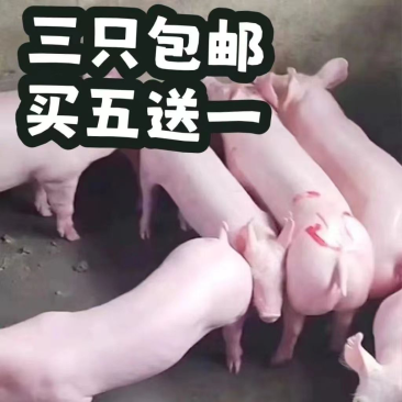 比利时长白一元母猪公猪英系大白母猪约克公猪母猪仔猪对接全国