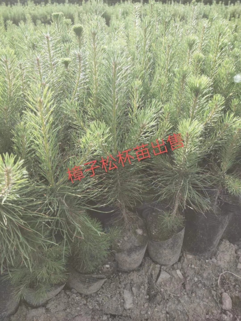 樟子松杯苗小苗，定植苖12/13.13/16.21/21