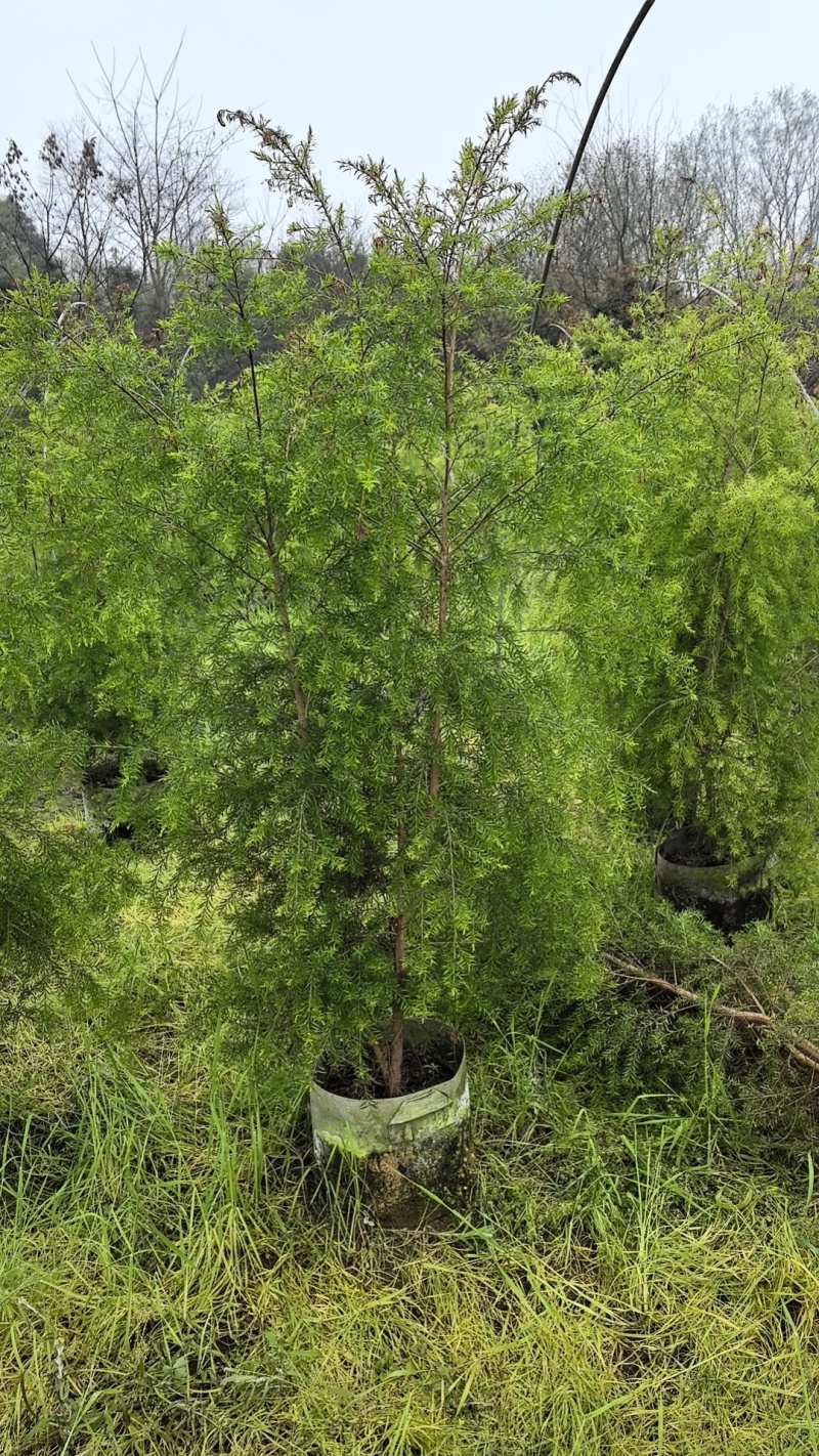 千层金
