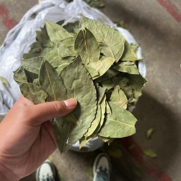 香叶颜色绿碎片少