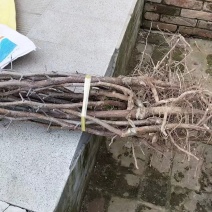 冬枣苗木基地，0.8公分起步大拇指粗二年生，直生苗欢迎合