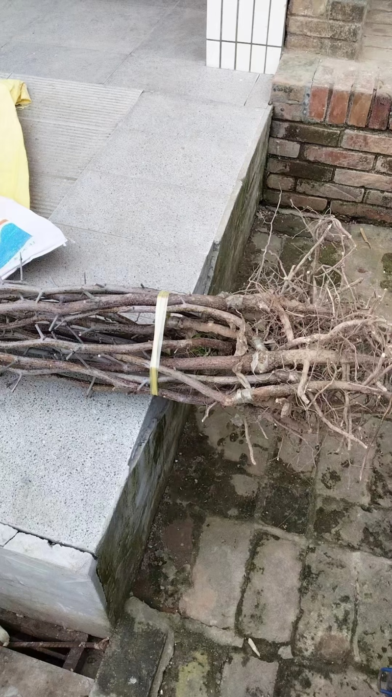 冬枣苗木基地，0.8公分起步大拇指粗二年生，直生苗欢迎合