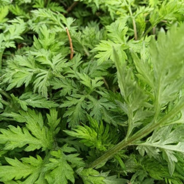 河南南阳农学院研发新种食用艾苗