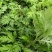 河南南阳农学院研发新种食用艾苗
