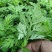 河南南阳农学院研发新种食用艾苗