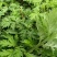 河南南阳农学院研发新种食用艾苗