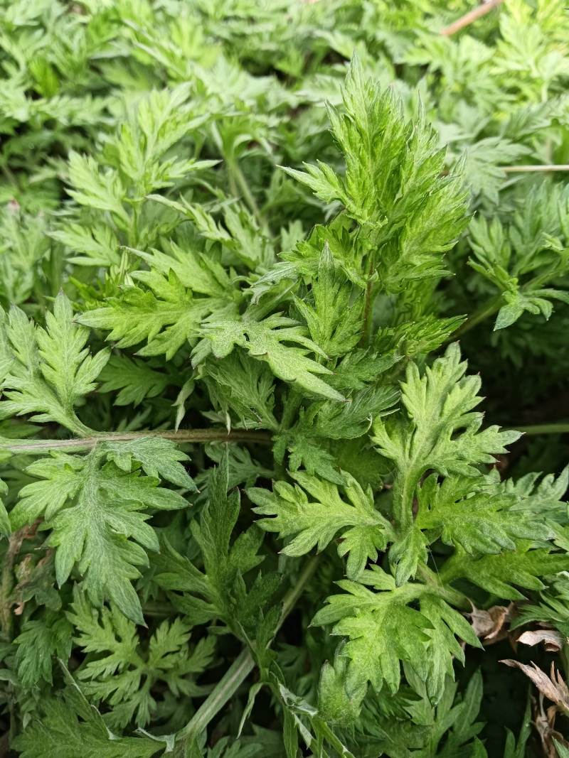 河南南阳农学院研发新种食用艾苗