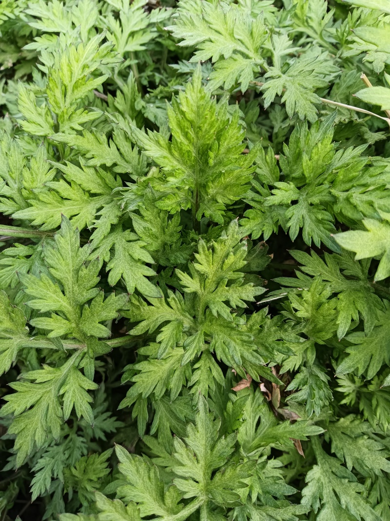 河南南阳农学院研发新种食用艾苗