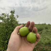 吐鲁番的杏子