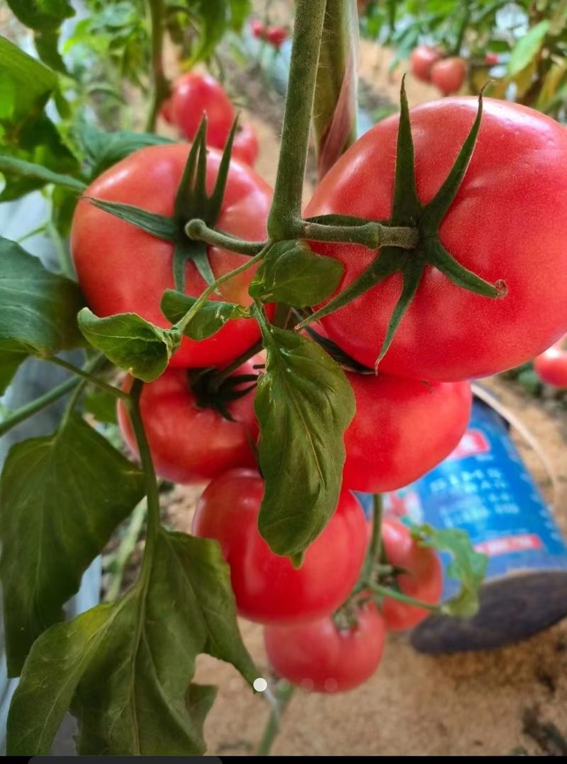 【硬粉西红柿】江苏西红柿产地直发自然成熟对接全国市场