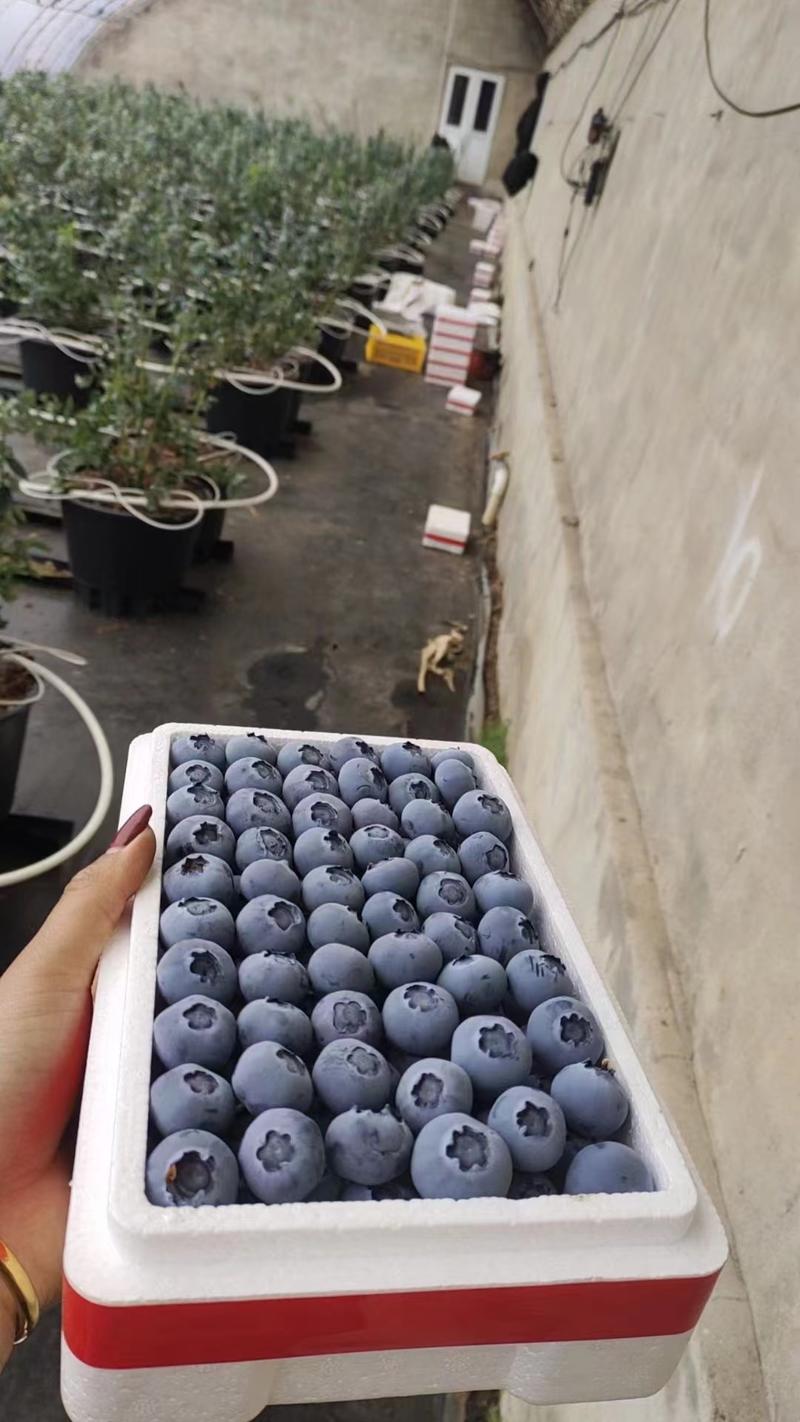 东北精品鲜蓝莓脆甜，现摘现发，顺丰包邮坏果包赔，L25