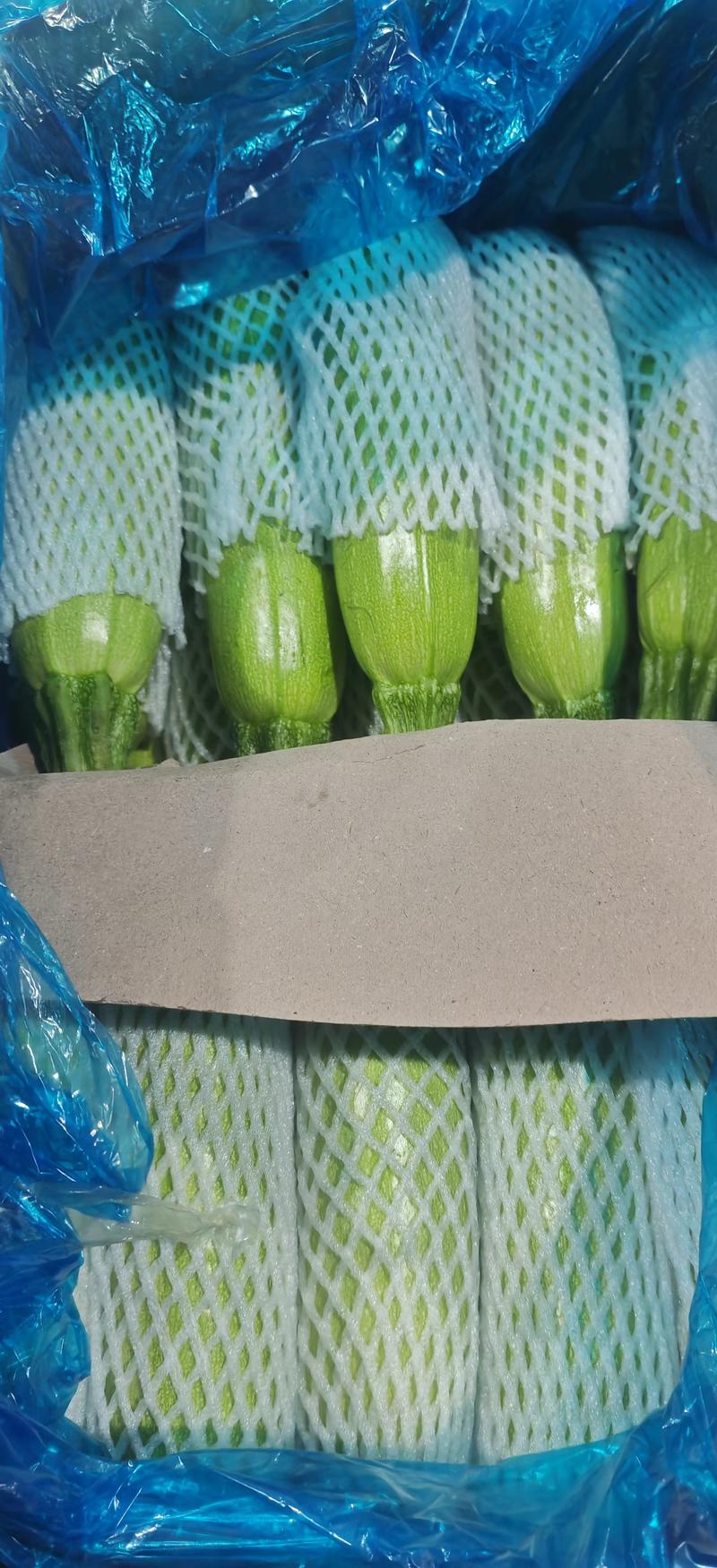 【优选】绿皮西葫芦，产地直发质量保证欢迎采购。诚信合作