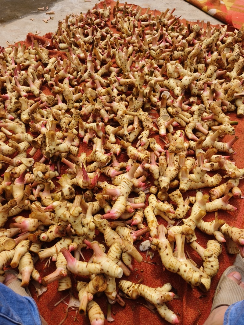 白皮南姜供应