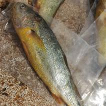 南麂岛冰鲜大黄鱼1.5～1.7斤/条现捕现发
