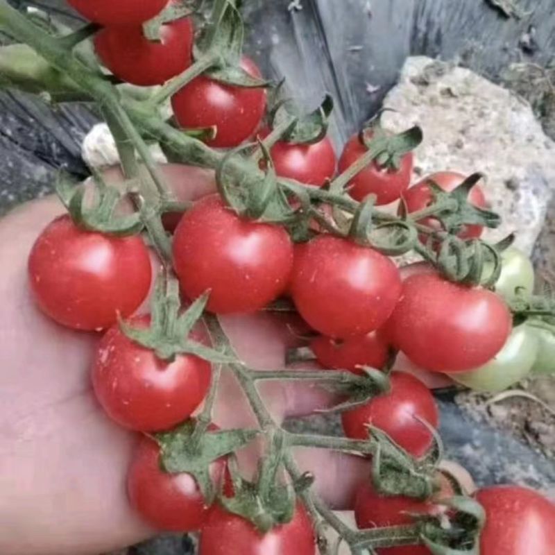 【热卖中】微生物菌剂：可促使有益菌大量繁殖，阻止病菌侵害