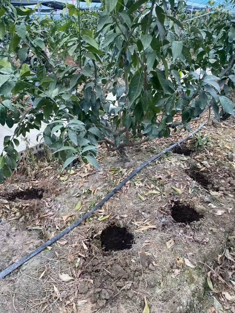 【热卖中】微生物菌剂：可促使有益菌大量繁殖，阻止病菌侵害