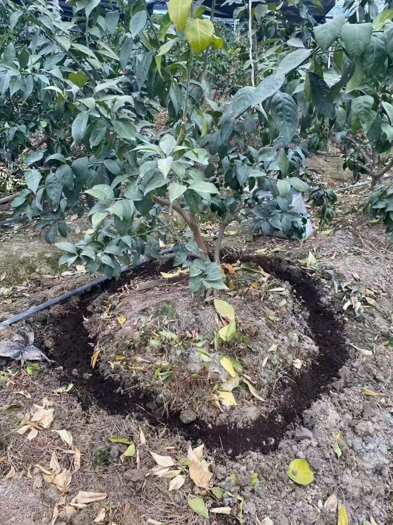 【热卖中】微生物菌剂：可促使有益菌大量繁殖，阻止病菌侵害