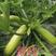 露地耐热西葫芦种子，耐热抗病，瓜条绿直筒，瓜码密