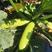 露地耐热西葫芦种子，耐热抗病，瓜条绿直筒，瓜码密