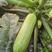 凯瑞特西葫芦种子，翠绿条带小斑点，顺直，座瓜能力强