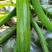 凯瑞特西葫芦种子，翠绿条带小斑点，顺直，座瓜能力强