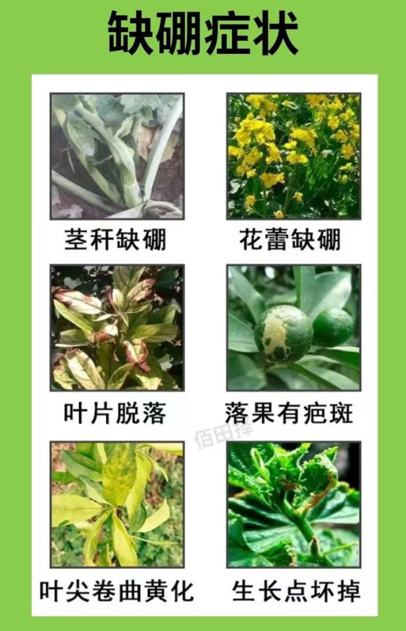 颗粒硼微量元素水溶肥