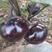 鸿运来紫红圆茄种子适合春秋栽培单果重约850克左右