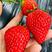 丹东草莓红颜草莓大量上市新鲜采摘量大从优产地直发咨询