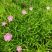 草花