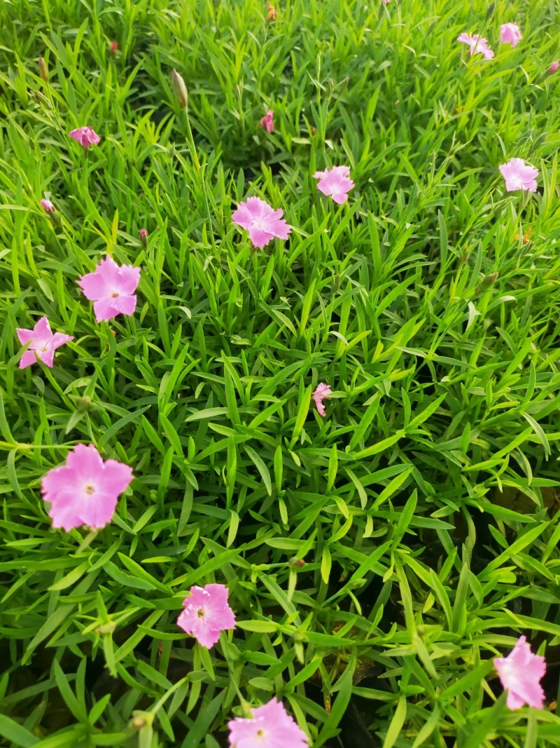 草花