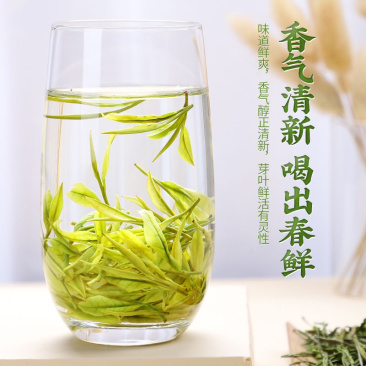 安吉白茶2024新茶可视频看货全国发货量大价优欢迎电联