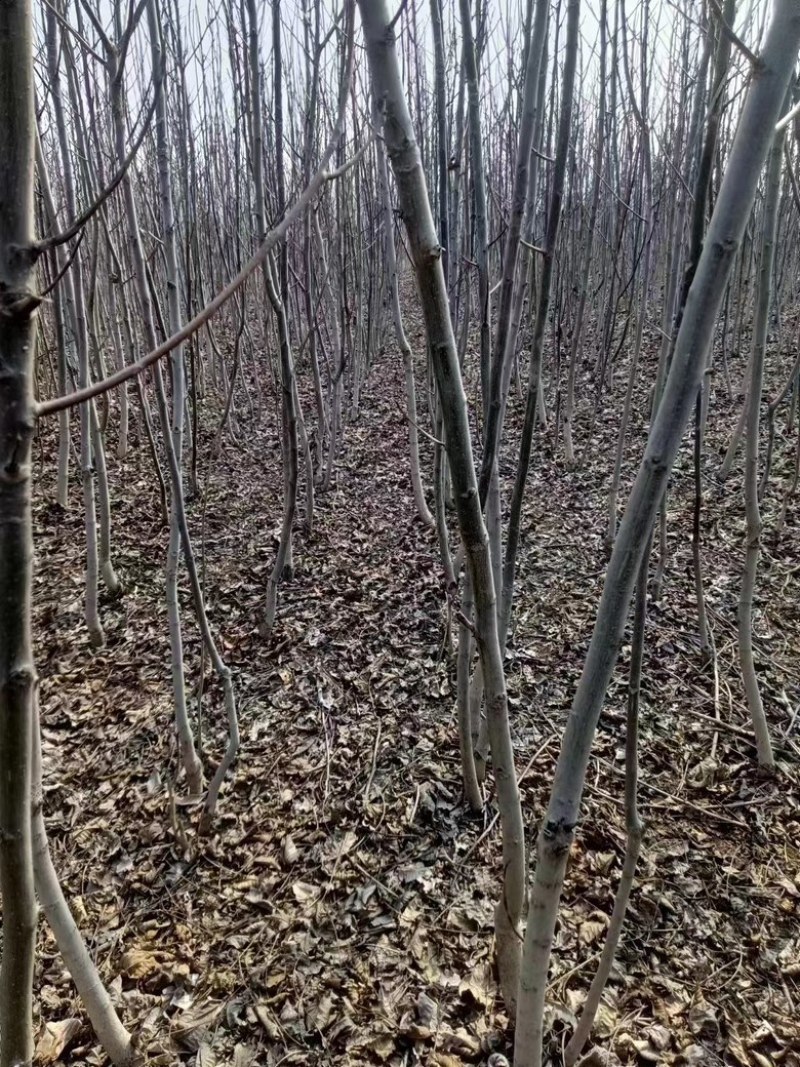 河南核桃苗薄皮核桃树苗，嫁接苗原生苗诚信经营欢迎电联