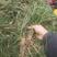 自家百亩基地的细叶麦冬草大量长期有货！耐寒耐阴！欢迎电联