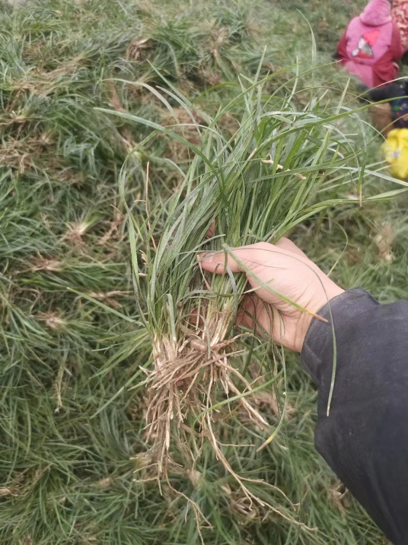 自家百亩基地的细叶麦冬草大量长期有货！耐寒耐阴！欢迎电联