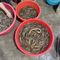 土黄鳝，自然生长的土黄鳝，山沟荒野稻田黄鳝，品质保证