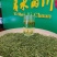 贡芽，绿茶古丈毛尖2025年新茶量大从优欢迎采购热