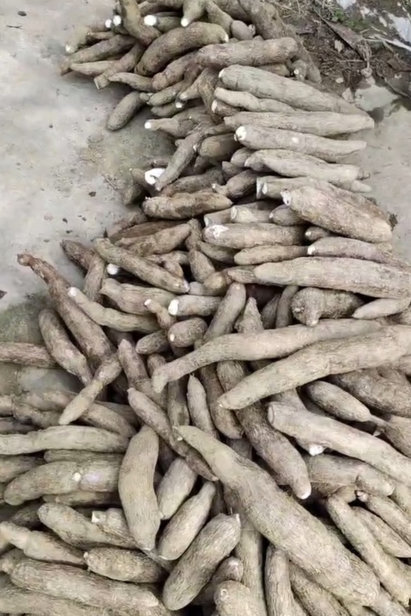 广西白肉香糯木薯品质保证产地直发可视频看货欢迎咨询