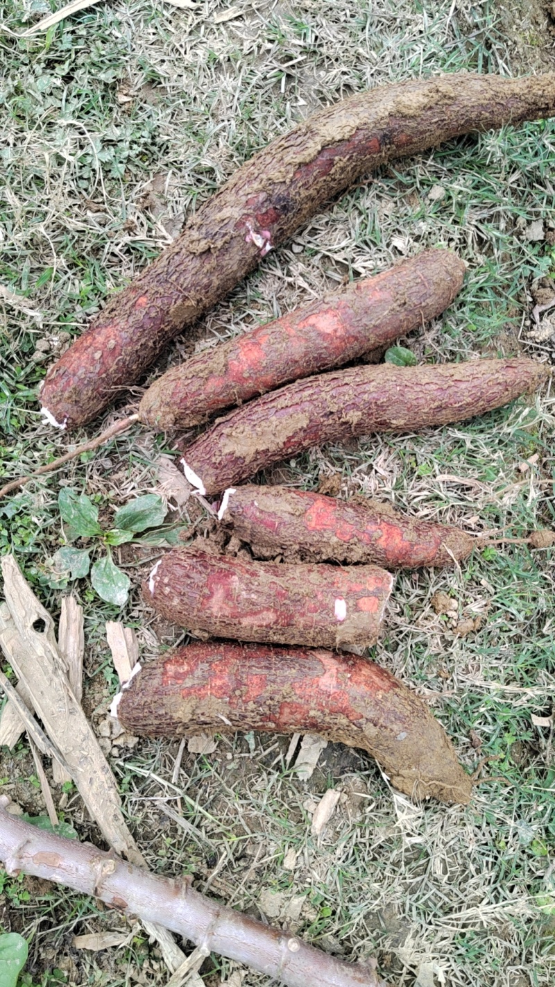 广西白肉香糯木薯品质保证产地直发可视频看货欢迎咨询