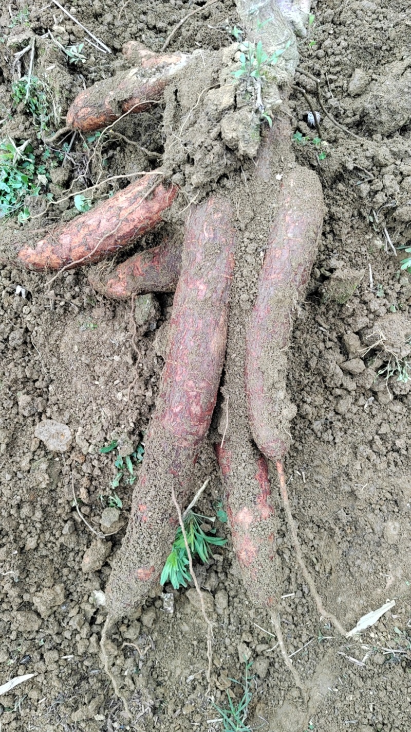 广西白肉香糯木薯品质保证产地直发可视频看货欢迎咨询