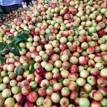 露天曙光油桃日供货50万斤左右可对接市场,商超,电商外贸