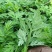 食用艾草苗种植艾叶艾嵩苗食用糍粑生艾青团艾草新鲜四季盆栽