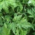 食用艾草苗种植艾叶艾嵩苗食用糍粑生艾青团艾草新鲜四季盆栽