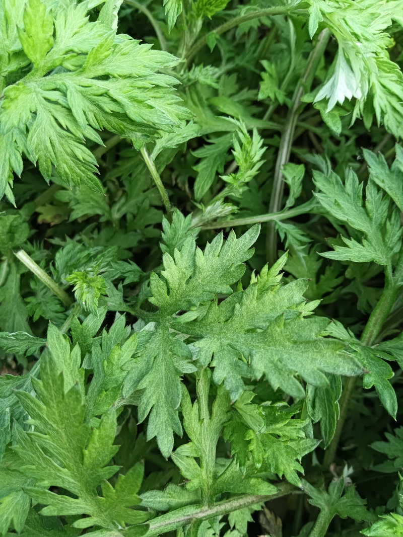 食用艾草苗种植艾叶艾嵩苗食用糍粑生艾青团艾草新鲜四季盆栽