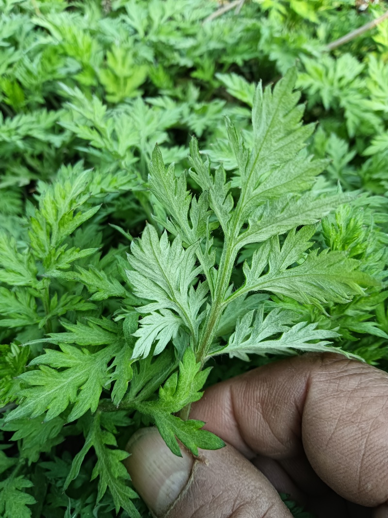 食用艾草苗种植艾叶艾嵩苗食用糍粑生艾青团艾草新鲜四季盆栽