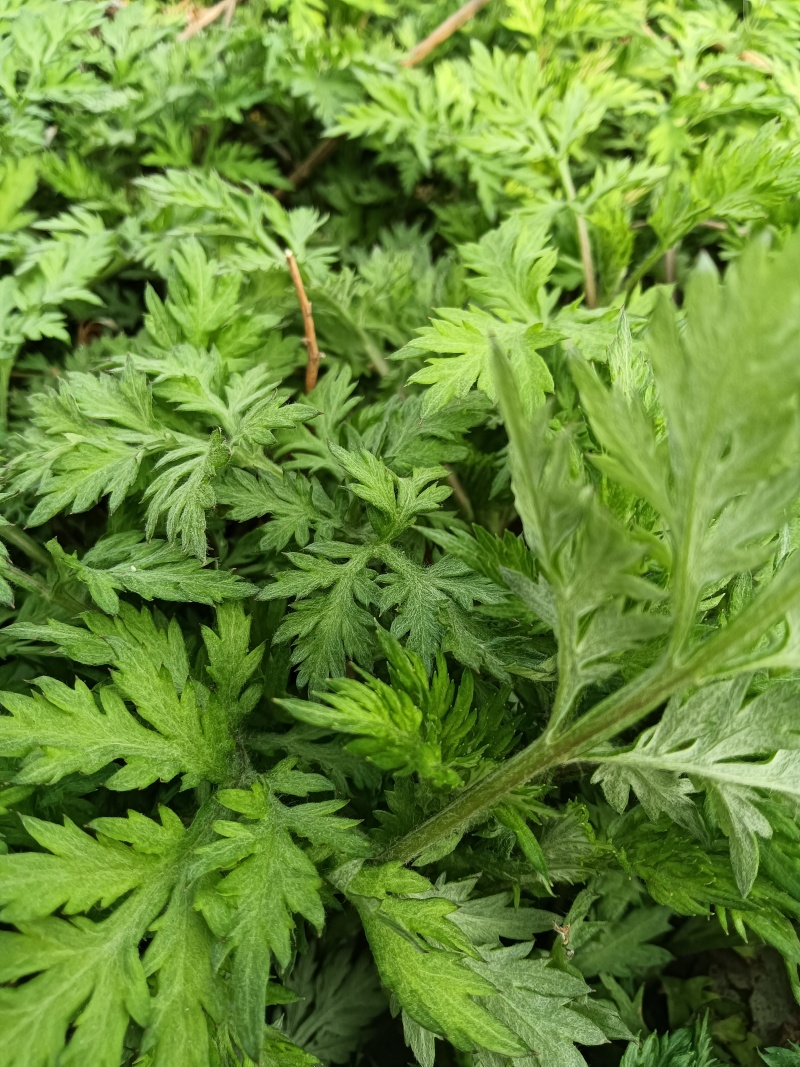 食用艾草苗种植艾叶艾嵩苗食用糍粑生艾青团艾草新鲜四季盆栽