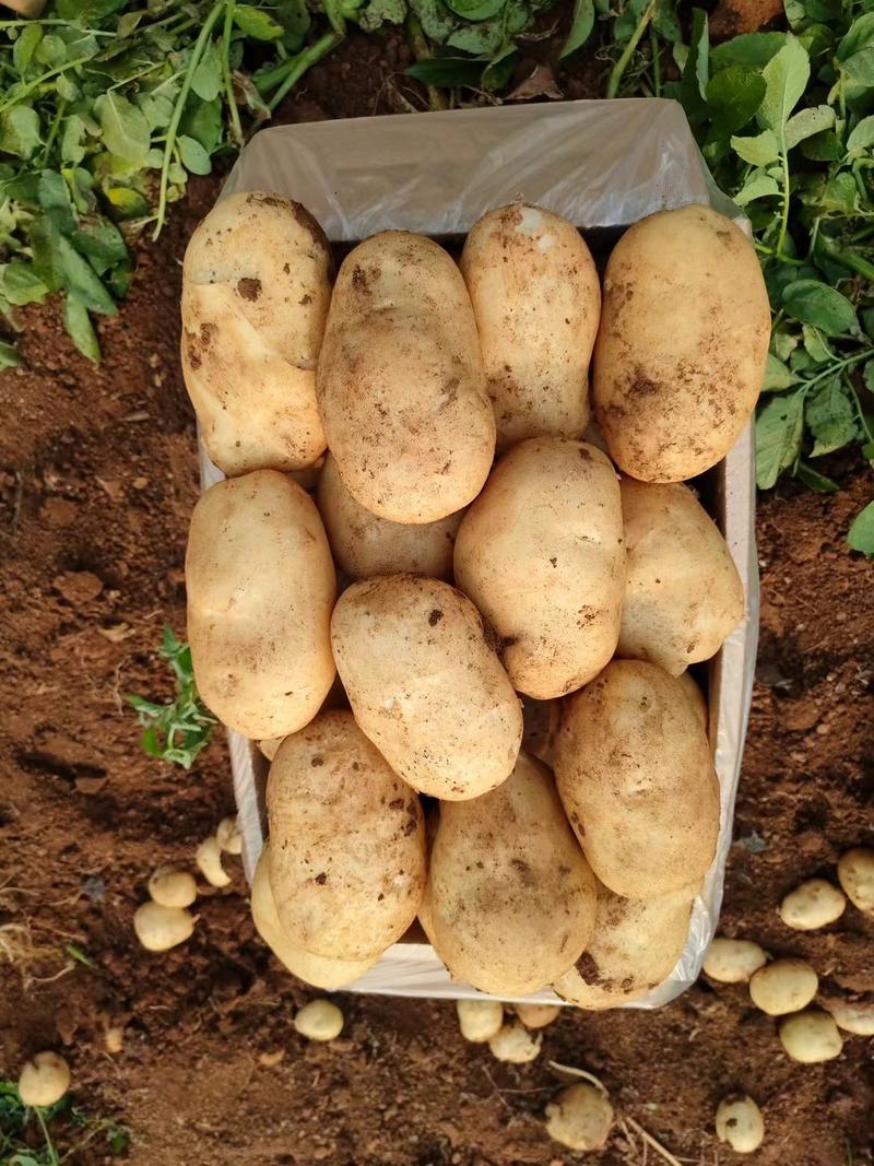 云南红河建水精品丽薯土豆，对接各种批发商，欢迎来电