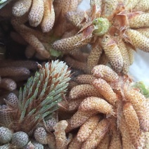 有松花粉