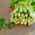 精品西芹货源充足量大从优质量保证对接全国欢迎咨询